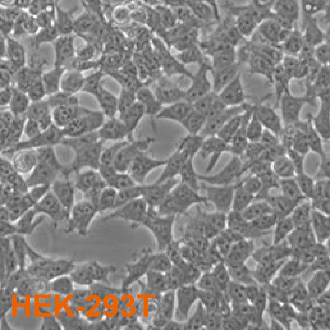 1666449883557152.jpg 293T.jpg